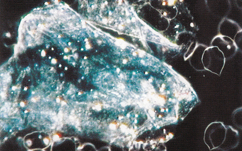Aspergillus niger Symplast