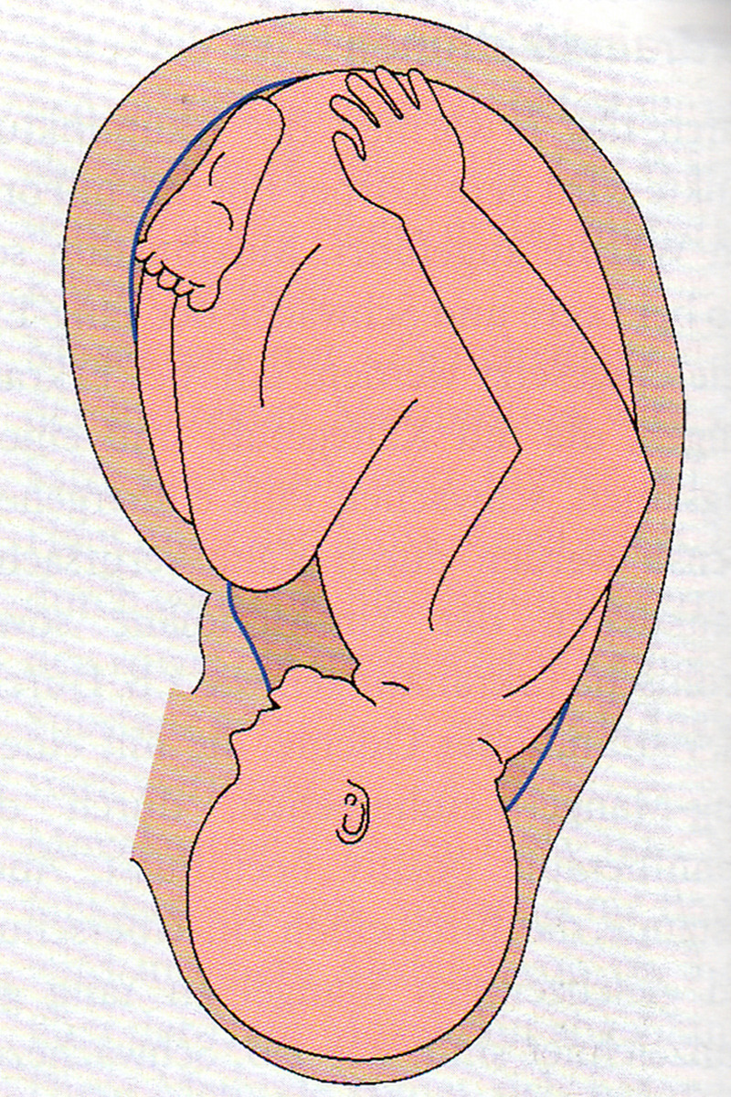 Embryo im Ohr